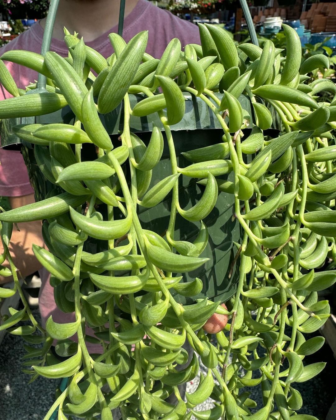A person holding a bunch of green String of Bananas houseplants.