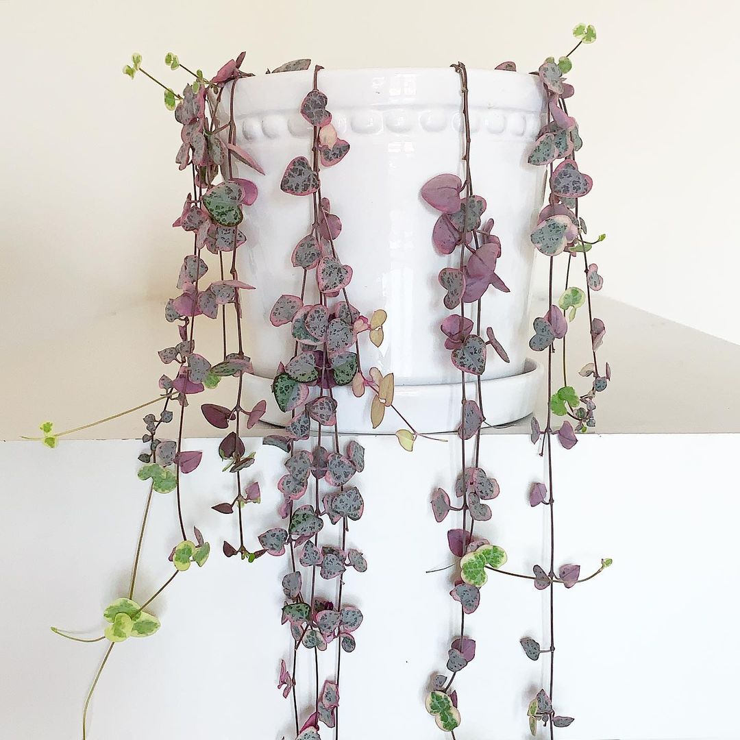 Purple flowers hanging from a white pot, plant known as String of Hearts.