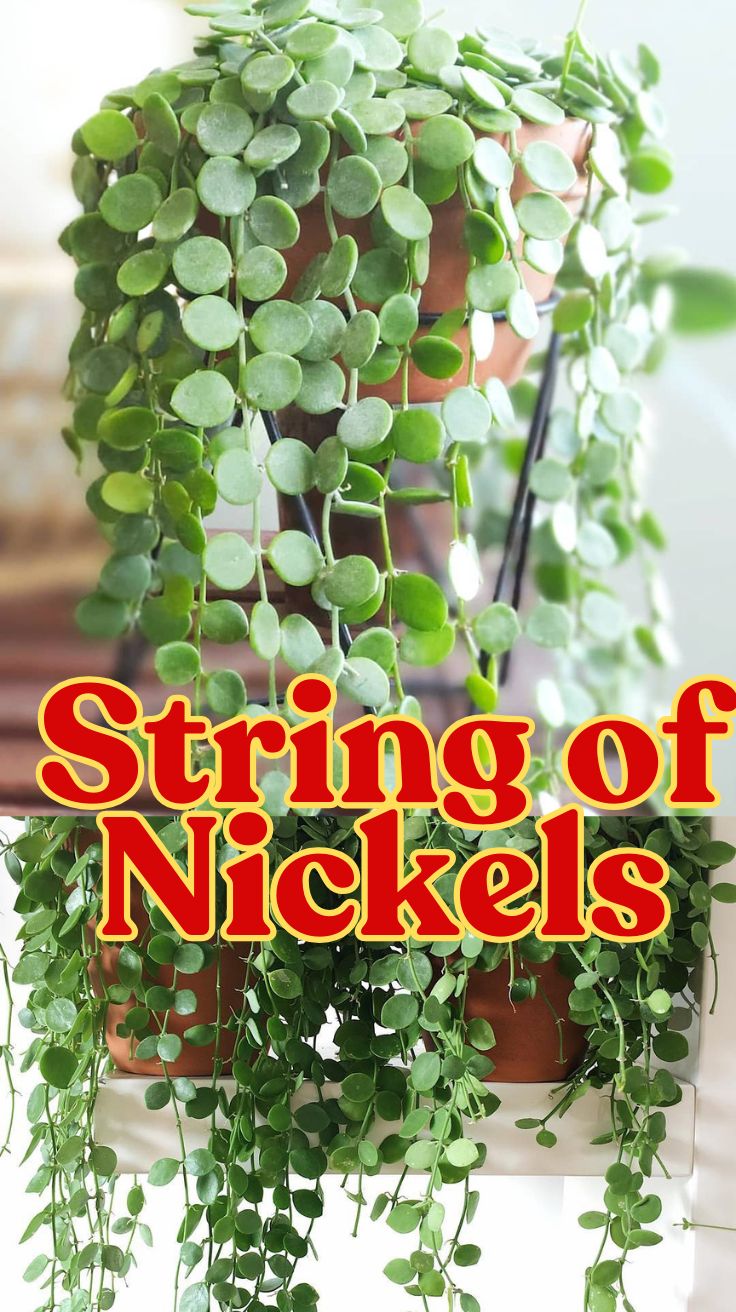 String of Nickels