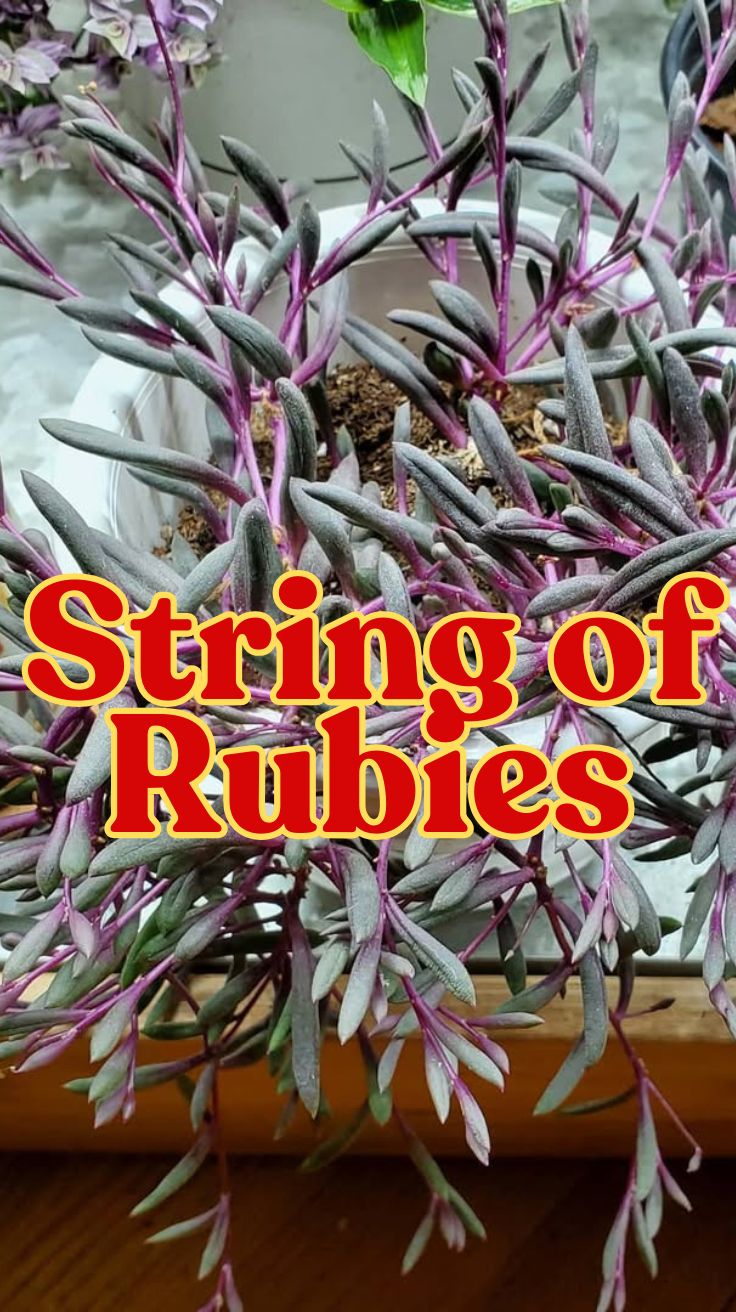 String of Rubies