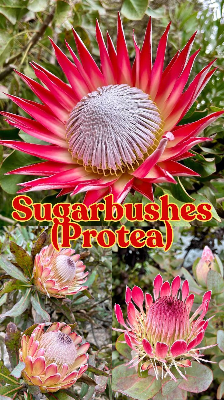Sugarbushes (Protea)