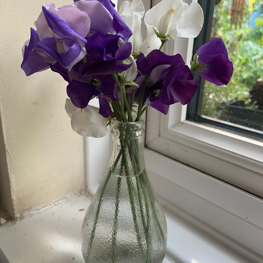 Purple and white sweet peas in a vase.