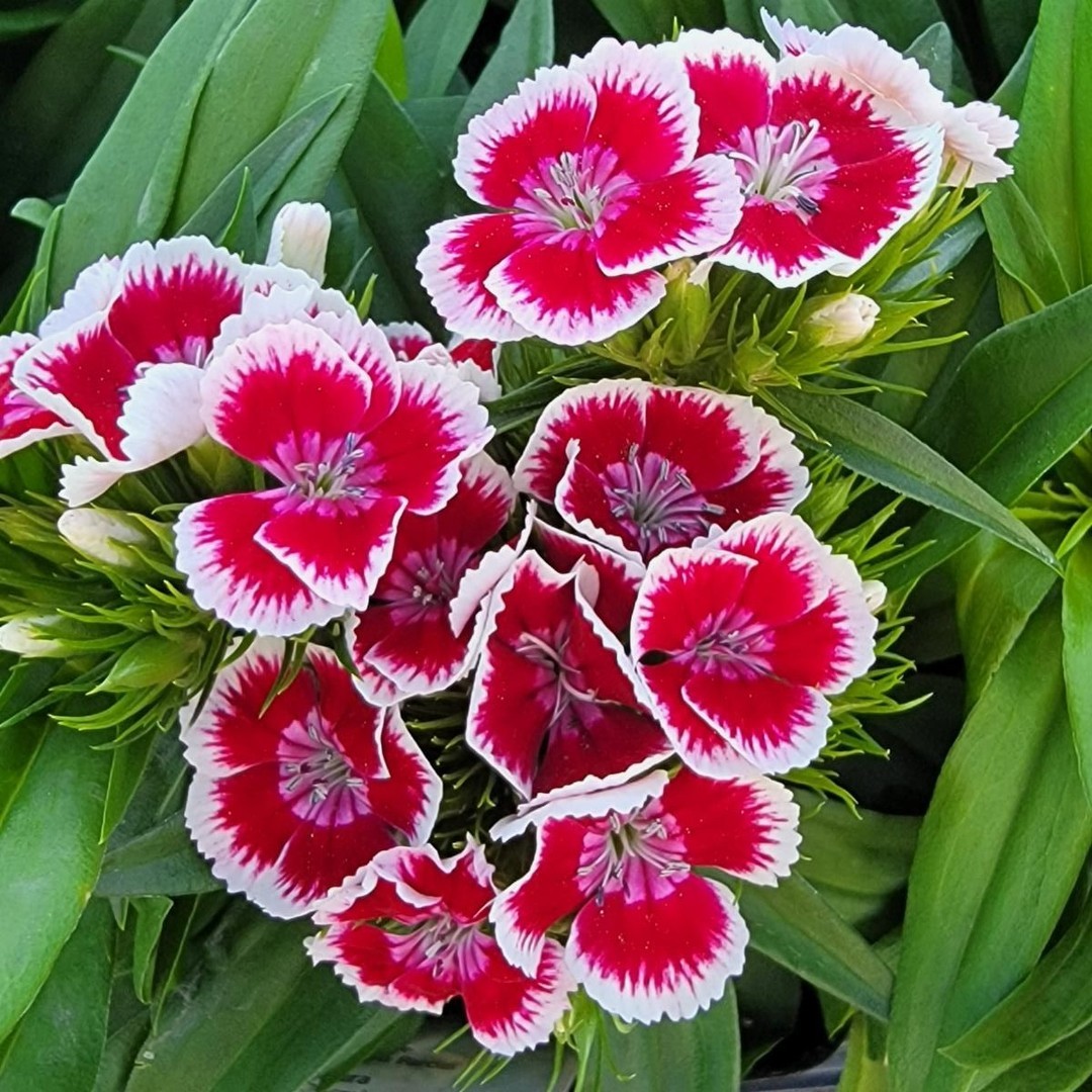 Red and white Sweet William flowers in a pot.