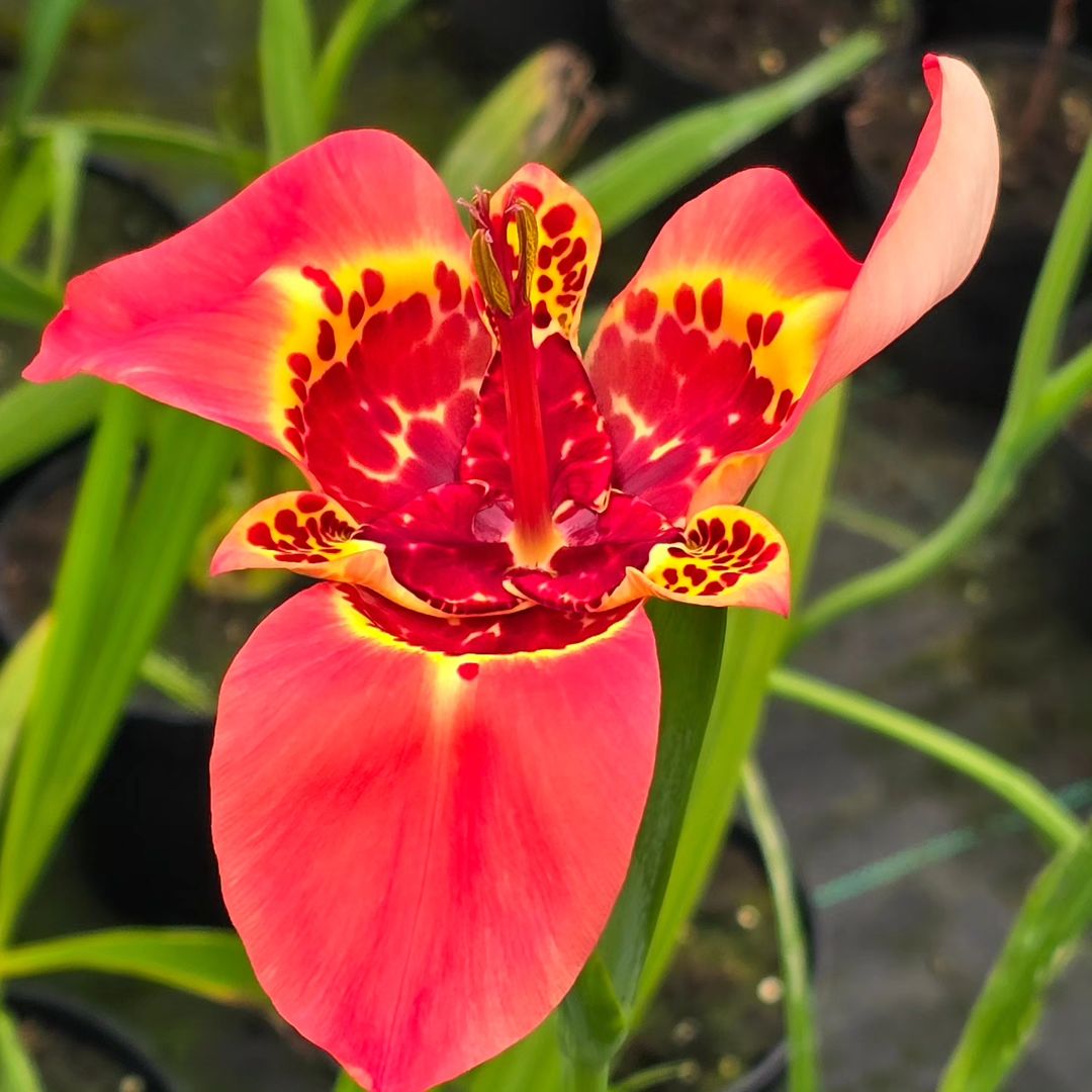 Bright red and yellow Tiger Flower close-up.