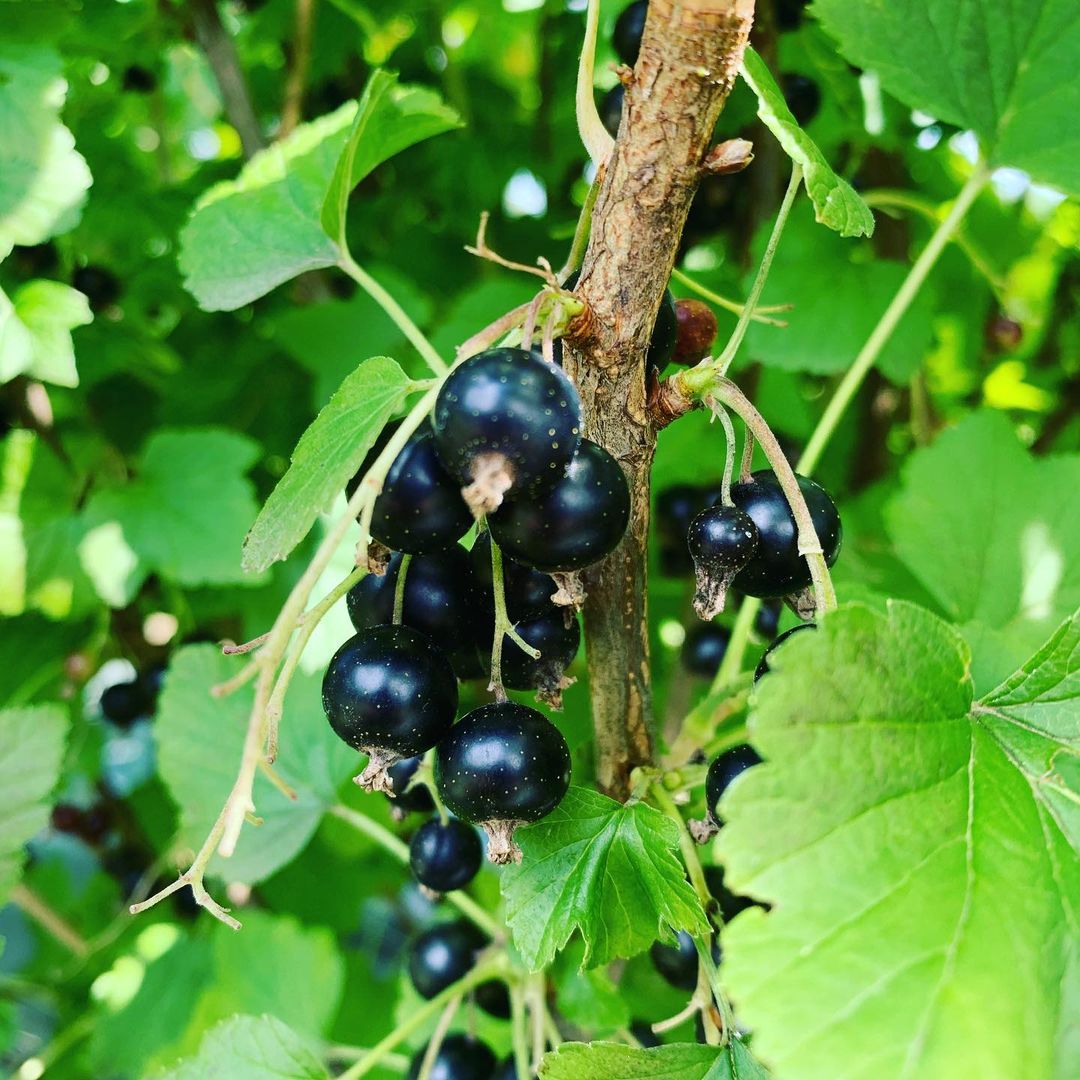 Dark black currants clustered on a tree branch cassis fruit.