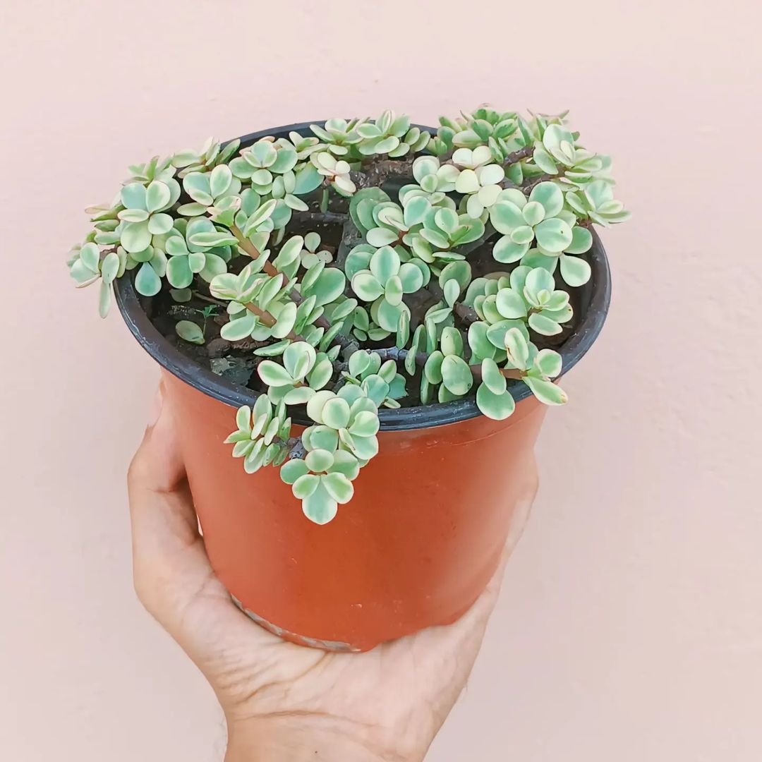 Variegated Jade (Crassula ovata