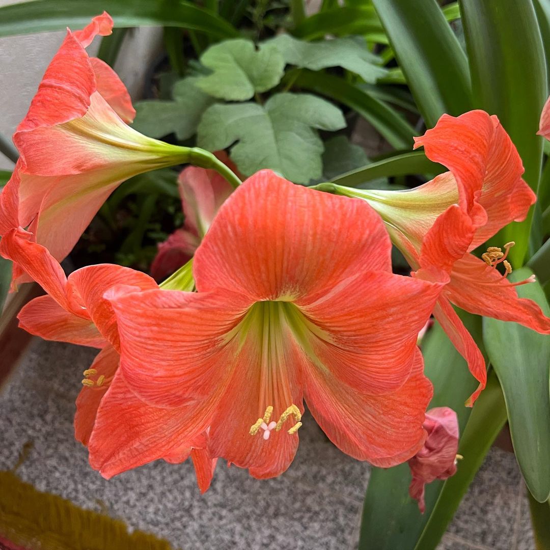 Close-up of an Amaryllis flower with vibrant orange petals