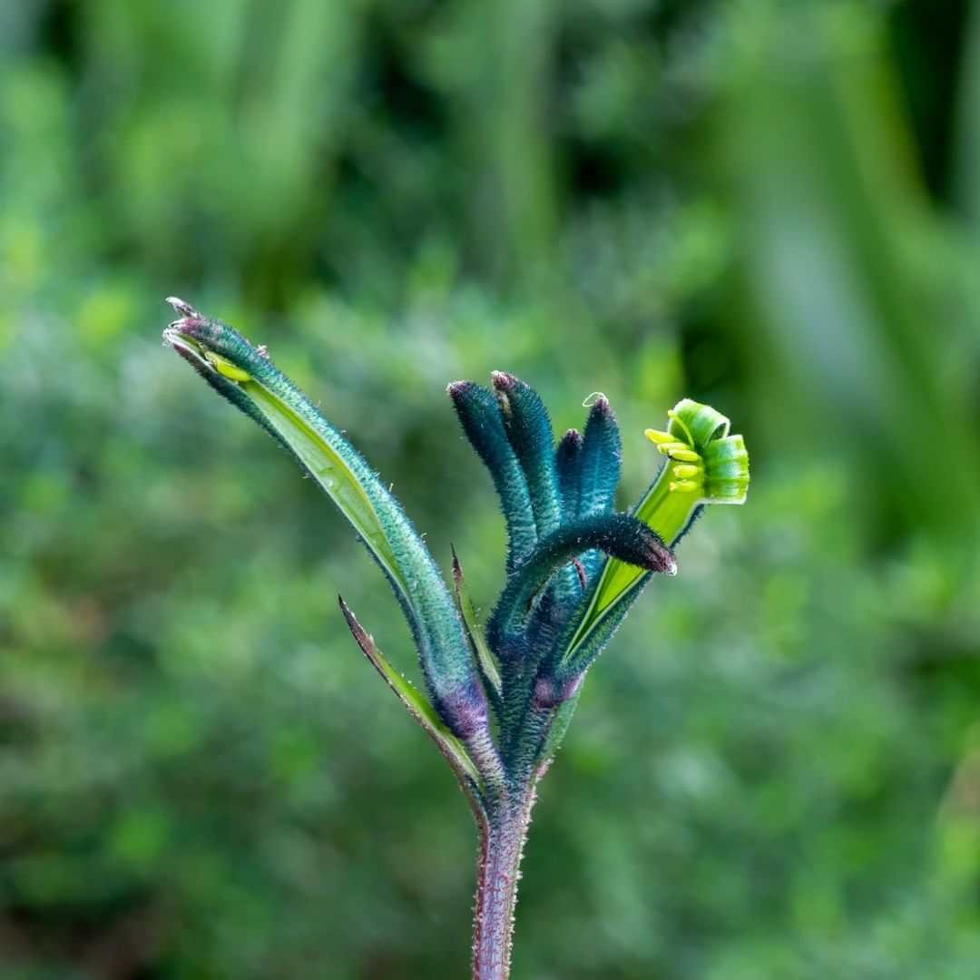 Green Anigozanthos plant with flower, known as Kangaroo Paw
