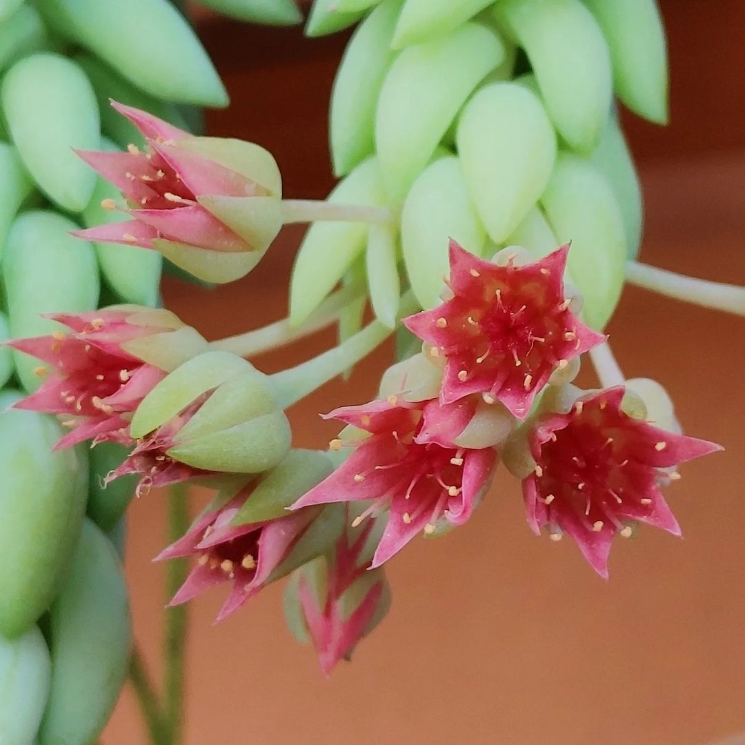 Pink flowered plant up close, potentially Burro