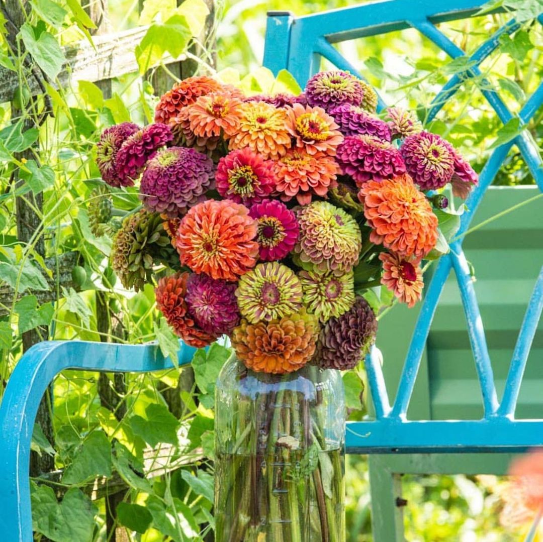 Colorful zinnia flowers in a vase on a blue chair.