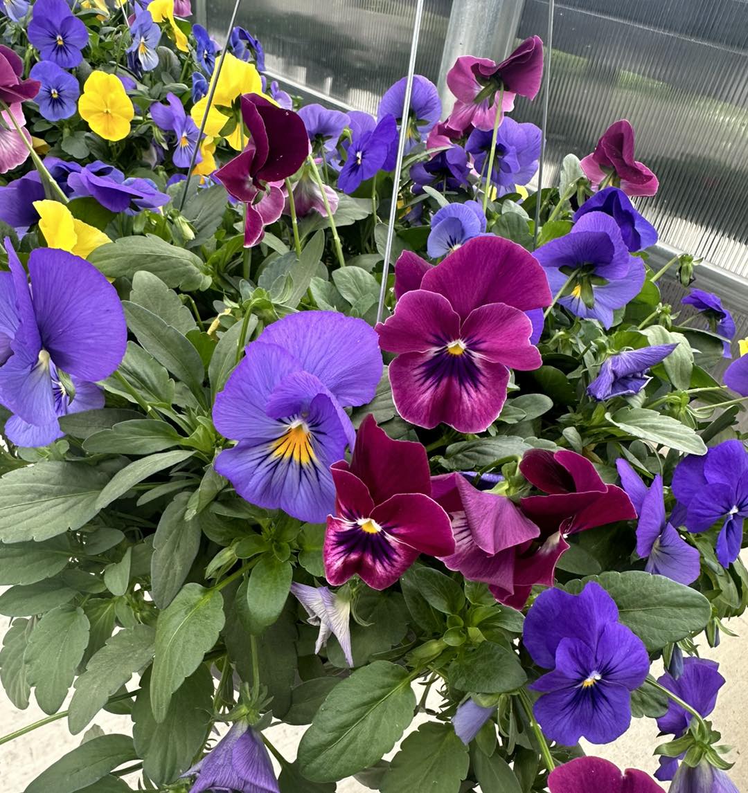 Pansies: Cheerful Faces