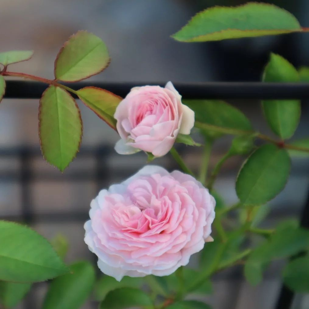 Garden roses are cultivated flowering shrubs known for their exquisite blooms, diverse colors, and pleasant fragrance.