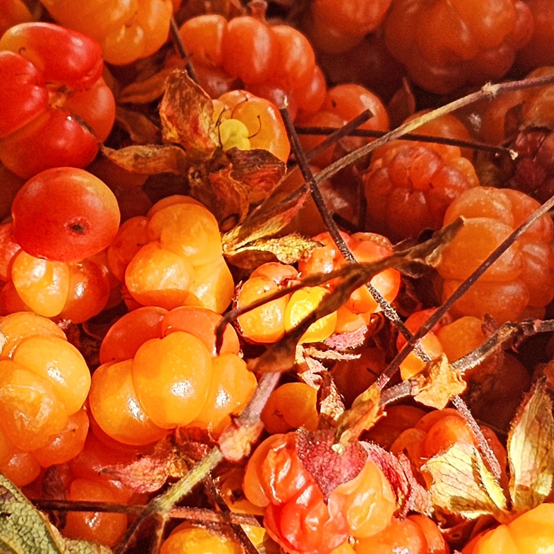 Cloudberry is a rare, amber-colored berry with a sweet, tangy flavor and a delicate texture, often enjoyed in jams and desserts.