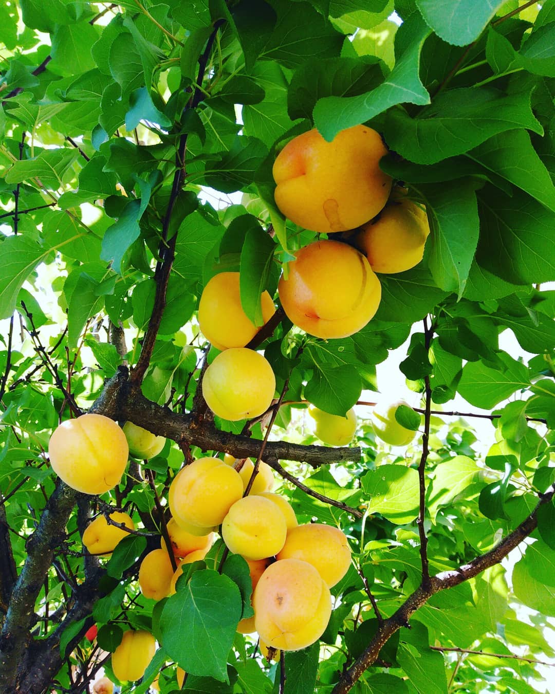 Apricots are small, golden-orange fruits with a sweet, slightly tangy flavor and a smooth, velvety skin, often used fresh or dried in a variety of recipes.