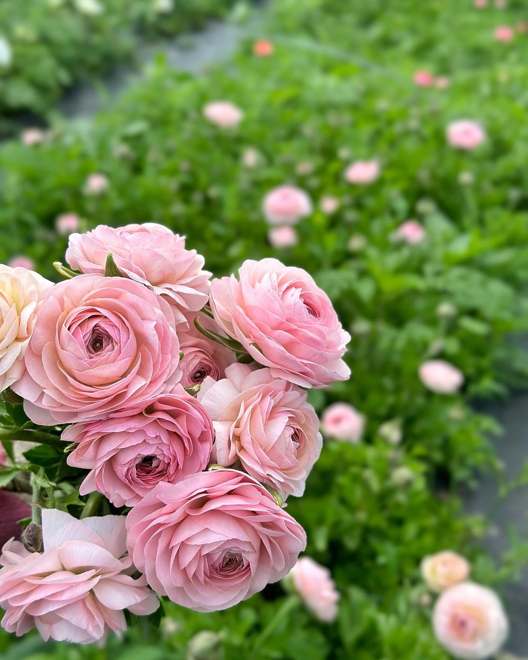 Garden roses are cultivated flowering shrubs known for their exquisite blooms, diverse colors, and pleasant fragrance.