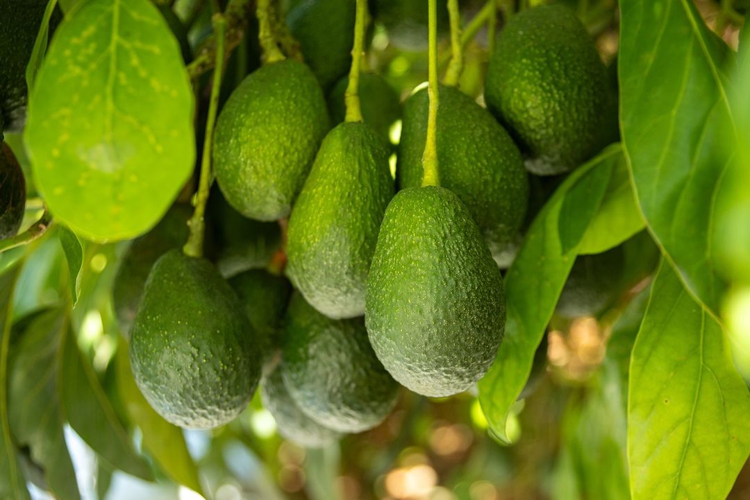Avocados are creamy, nutrient-rich fruits with a mild, buttery flavor, commonly used in salads, spreads, and guacamole.