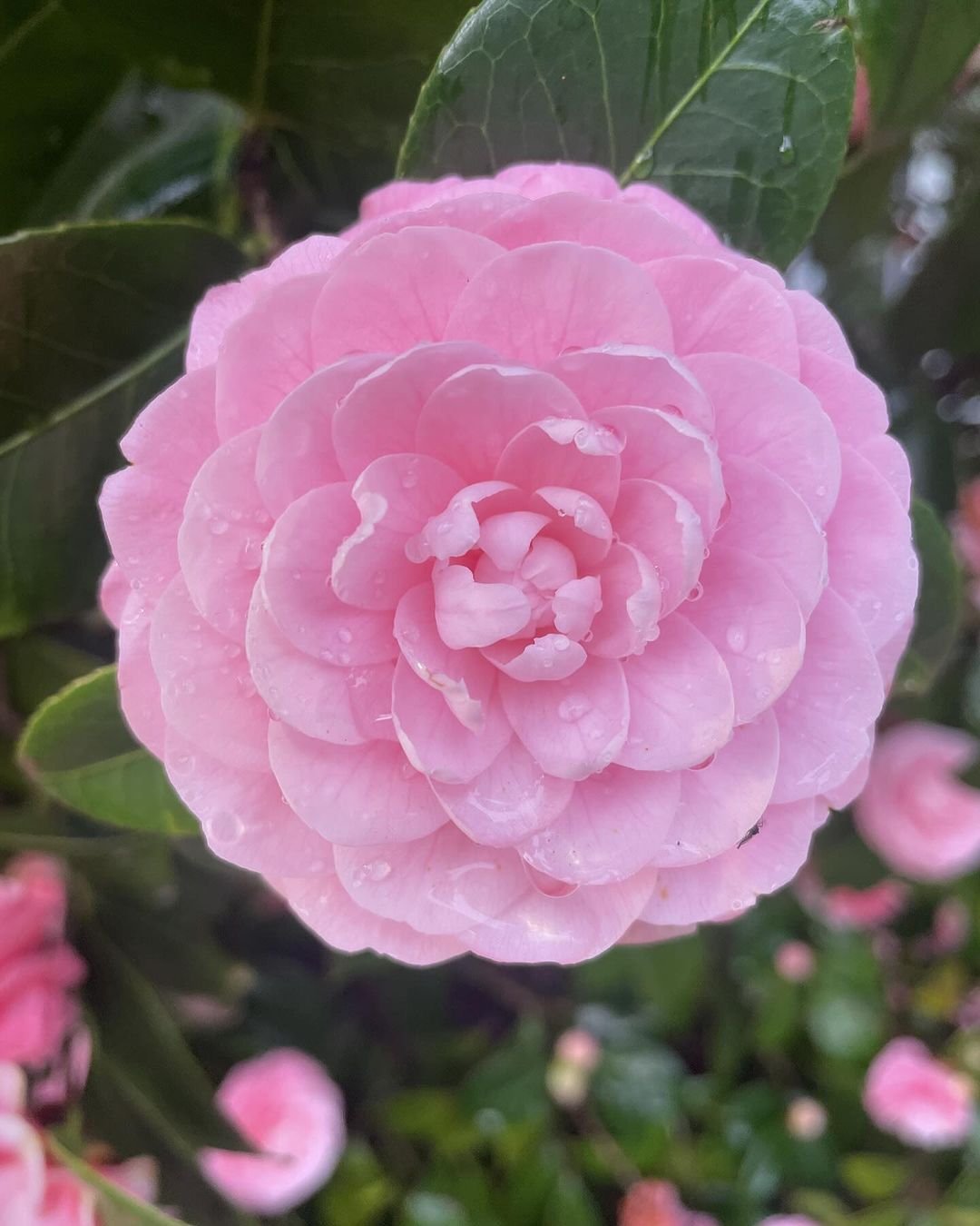 Camellias are elegant, evergreen shrubs with glossy leaves and stunning, large flowers that bloom in shades of pink, red, or white.
