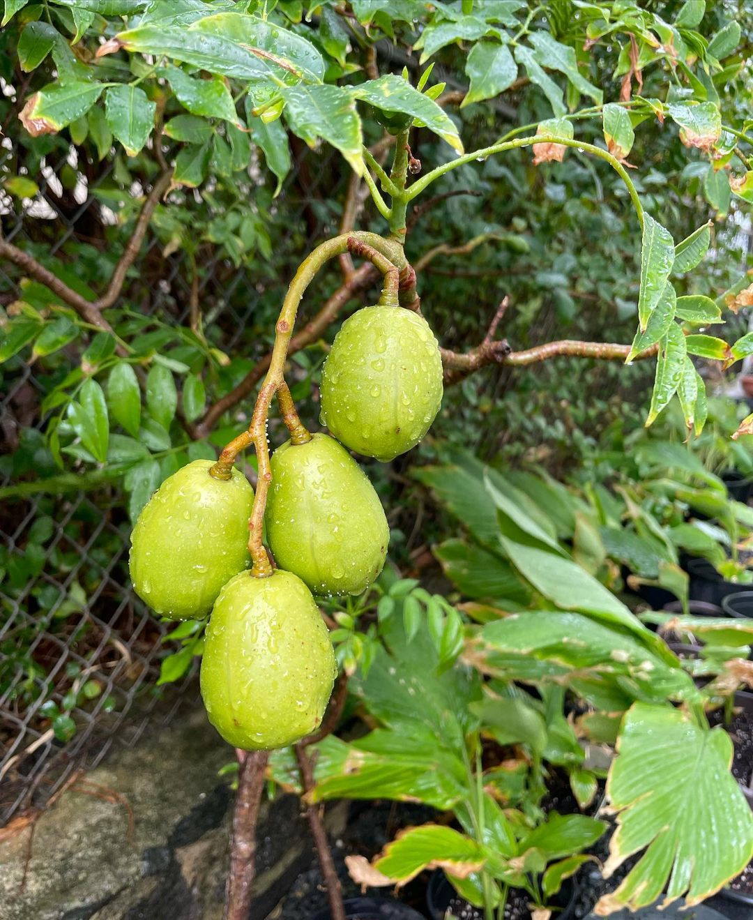 Ambarella is a tropical fruit with a tangy, pineapple-like flavor and a crisp, apple-like texture, often eaten fresh or used in preserves and pickles.