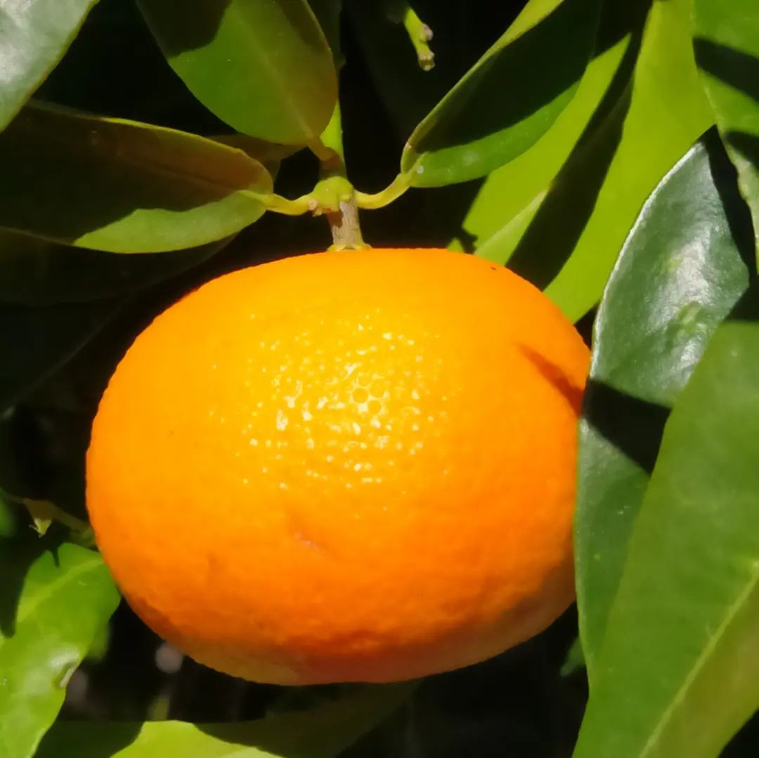 Citron is a large, yellow citrus fruit with a thick, bumpy rind and a tart, aromatic flavor, often used in preserves and flavoring.