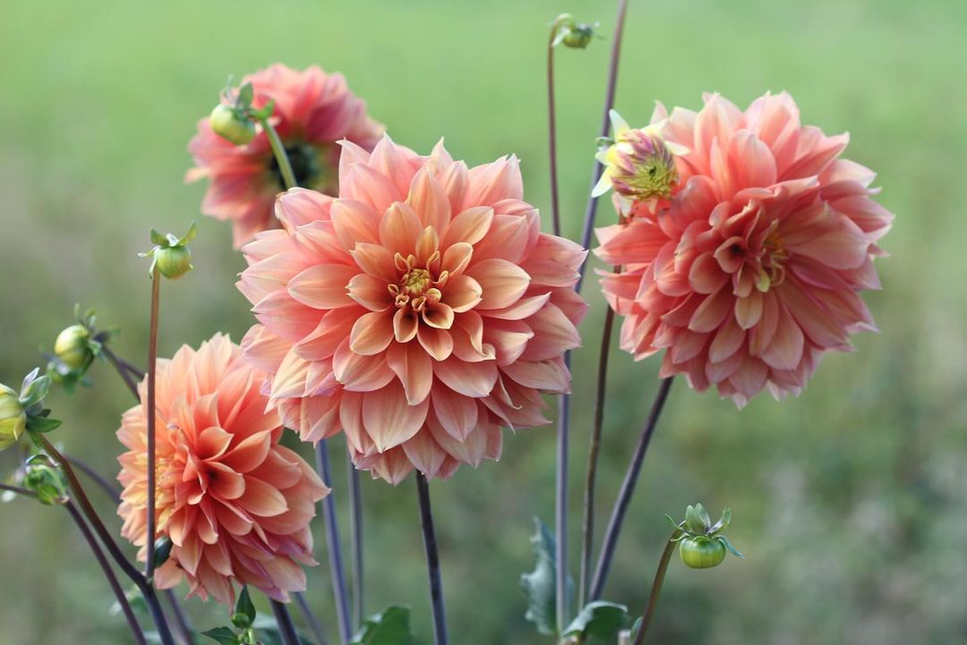 Dahlias are vibrant, tuberous perennials with bold, diverse blooms in a wide array of colors and shapes.