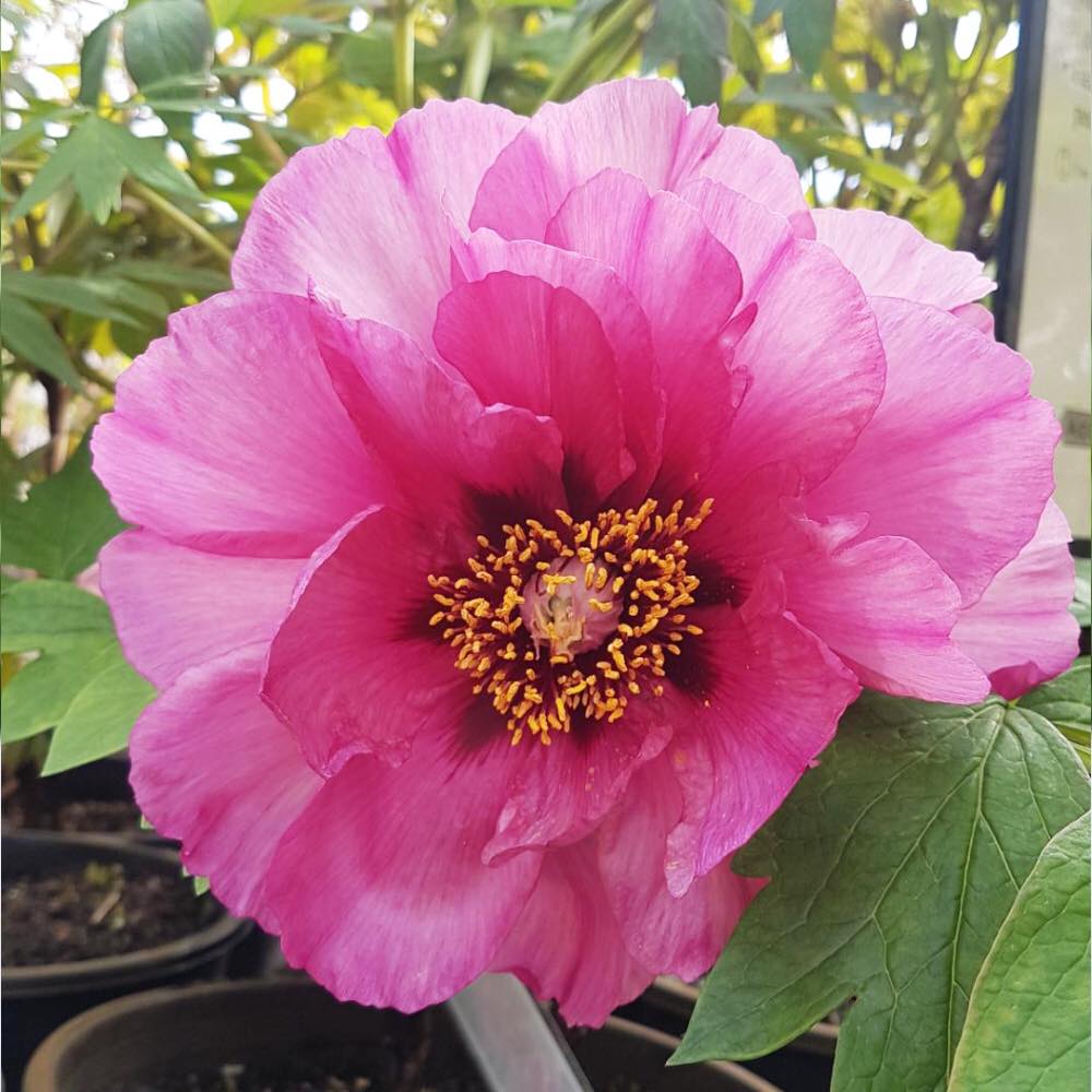 Tree peonies are majestic shrubs with large, fragrant blossoms and lush, deeply lobed leaves, offering striking beauty in spring.