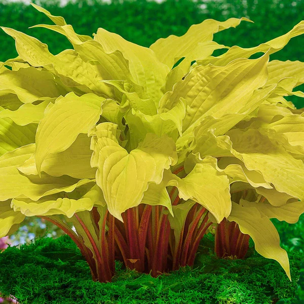 #lipstickblondehosta