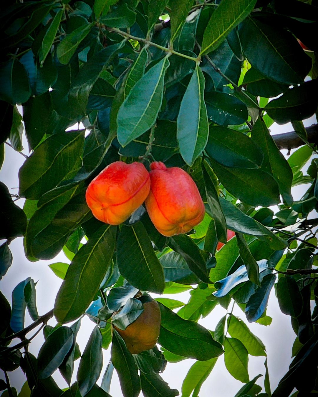 Ackee is a tropical fruit with a unique, creamy texture and a mildly nutty flavor, often used in Caribbean dishes, particularly in the classic Jamaican dish, ackee and saltfish.