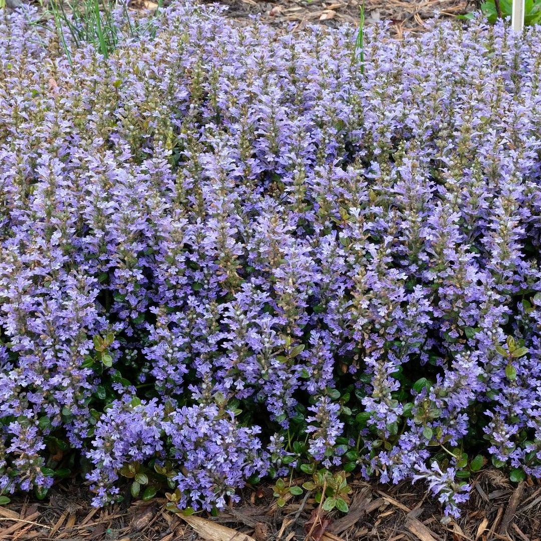 A vibrant Ajuga plant featuring striking purple flowers blooming in the soil, showcasing its natural beauty.
