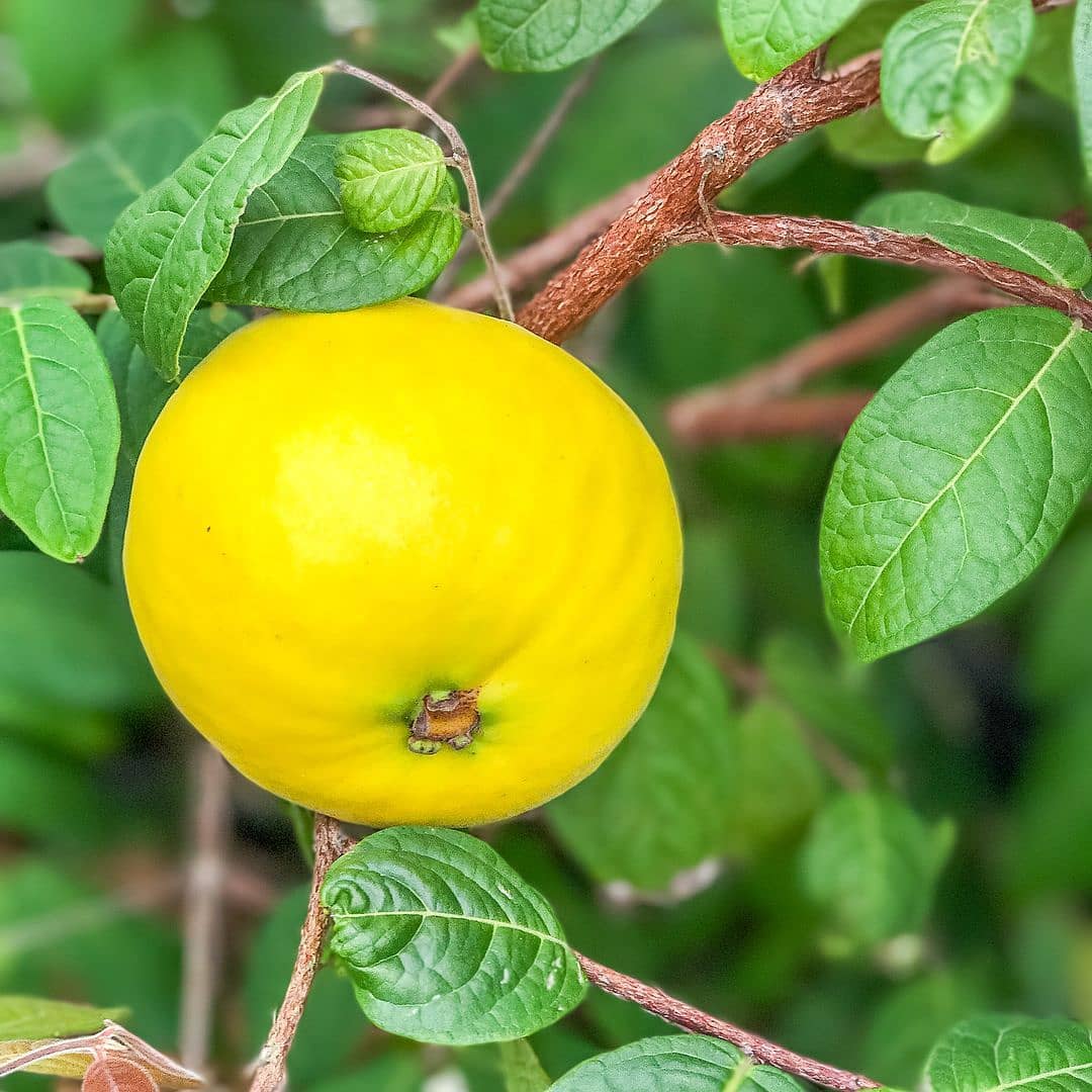 Araza is a tropical fruit with a tart, citrus-like flavor and a juicy, aromatic pulp, often used in beverages and desserts.