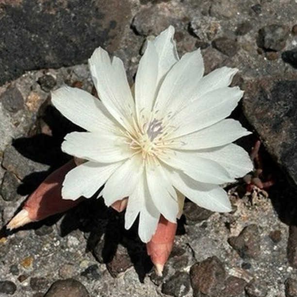 A white Bitterroot flower emerges from the earth, its elegant petals highlighting the simplicity and charm of the natural world.