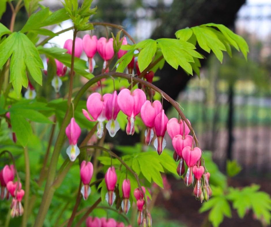 A vibrant garden filled with blooming bleeding hearts, showcasing their unique heart-shaped flowers in full splendor.