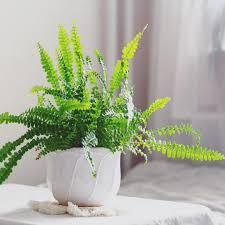 Boston Fern