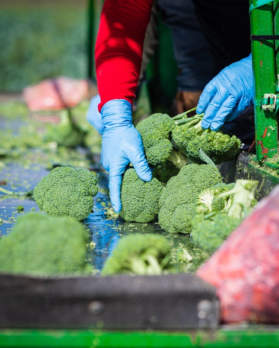 A person in a red shirt and gloves holds fresh broccoli, showcasing vibrant produce in a kitchen setting.