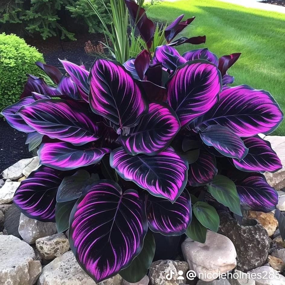 Calathea Couture is a stunning houseplant with strikingly patterned, vibrant leaves that add a touch of tropical elegance to any indoor space. Calathea Couture