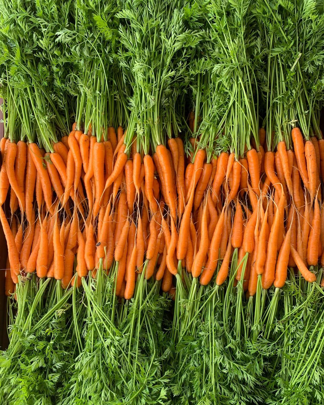 A box filled with a vibrant assortment of fresh carrots, showcasing their rich orange color and leafy tops.