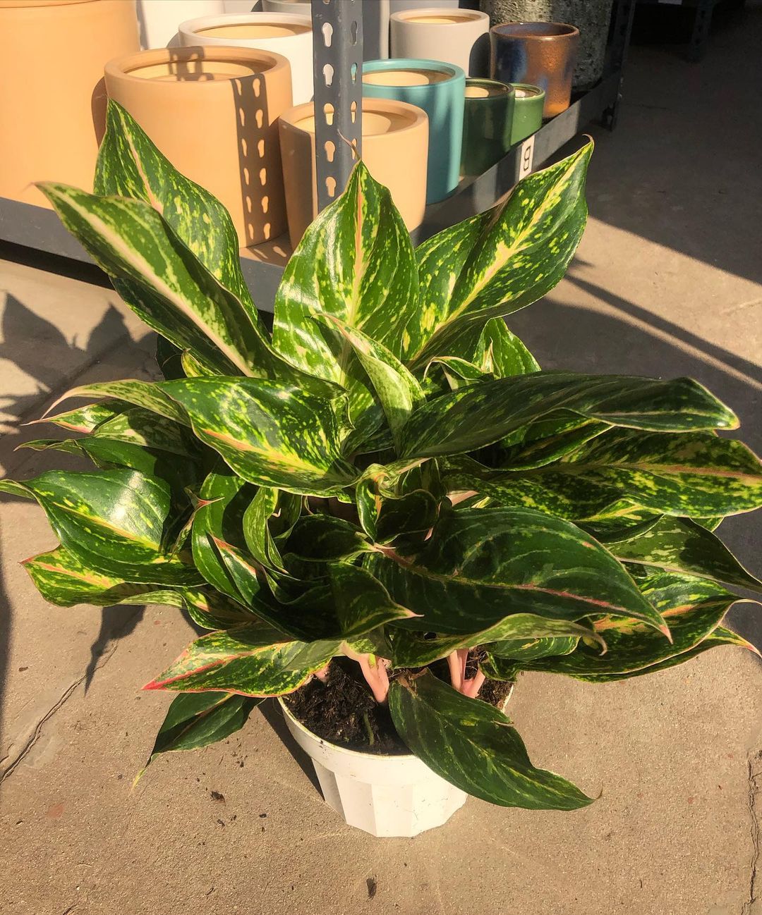 White potted Chinese Evergreen plant with vibrant green foliage.