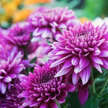 A vibrant display of blooming purple chrysanthemums in a lush garden setting, showcasing nature