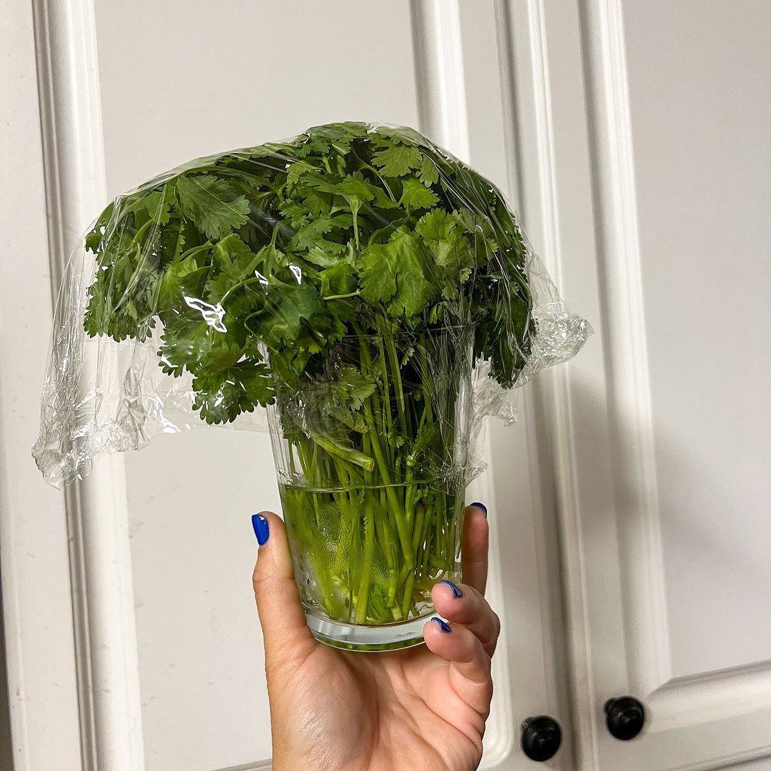 A glass vessel containing a fresh green cilantro plant held by someone.