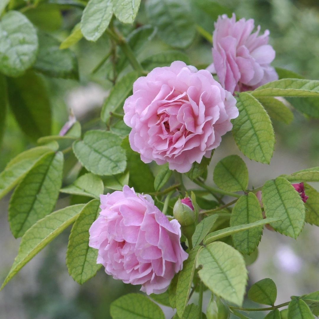 Two pink Cornelia roses bloom gracefully on a tree, showcasing their delicate petals and vibrant color against the foliage.