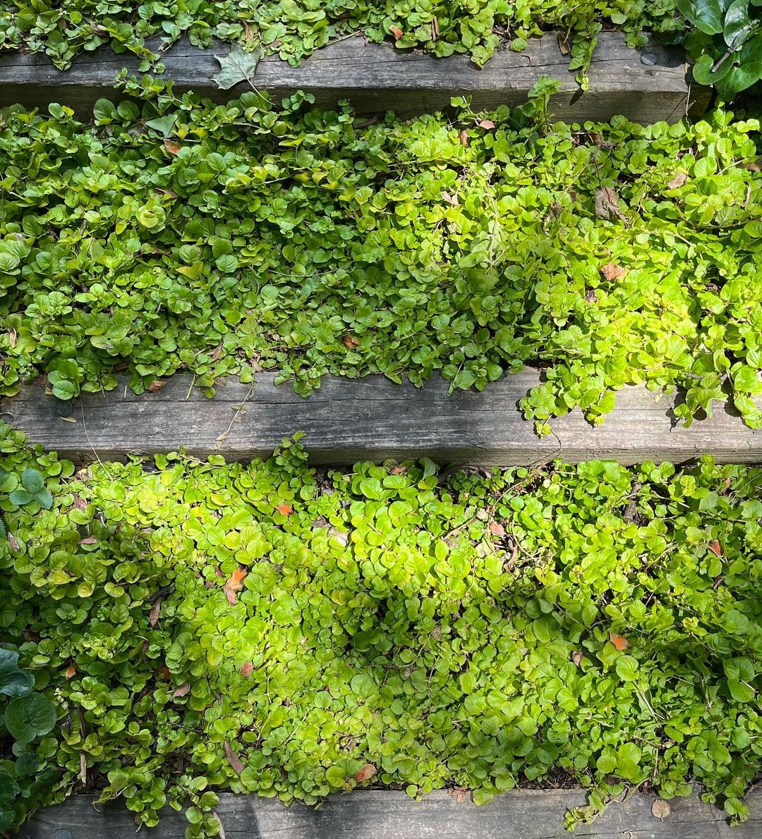 A wooden staircase adorned with lush green Creeping Jenny plants, creating a vibrant and natural aesthetic.