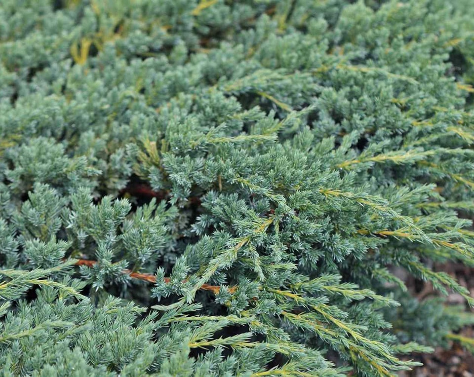 A close-up view of a Creeping Juniper plant, showcasing vibrant green foliage with striking yellow leaves.