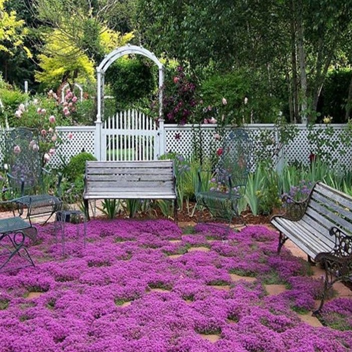 A serene garden featuring vibrant purple flowers and benches, with Creeping Thyme adding a lush green ground cover.