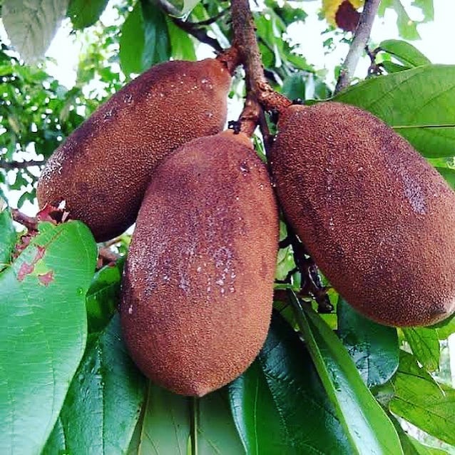 Cupuaçu is a tropical fruit with a creamy, chocolatey flavor and a unique, fragrant aroma, often used in sweets and beverages in South American cuisine.