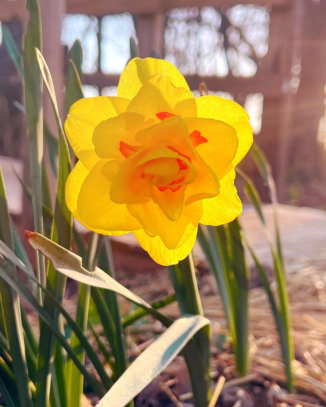 A vibrant yellow daffodil blooms under the warm sunlight, showcasing its delicate petals and bright color.