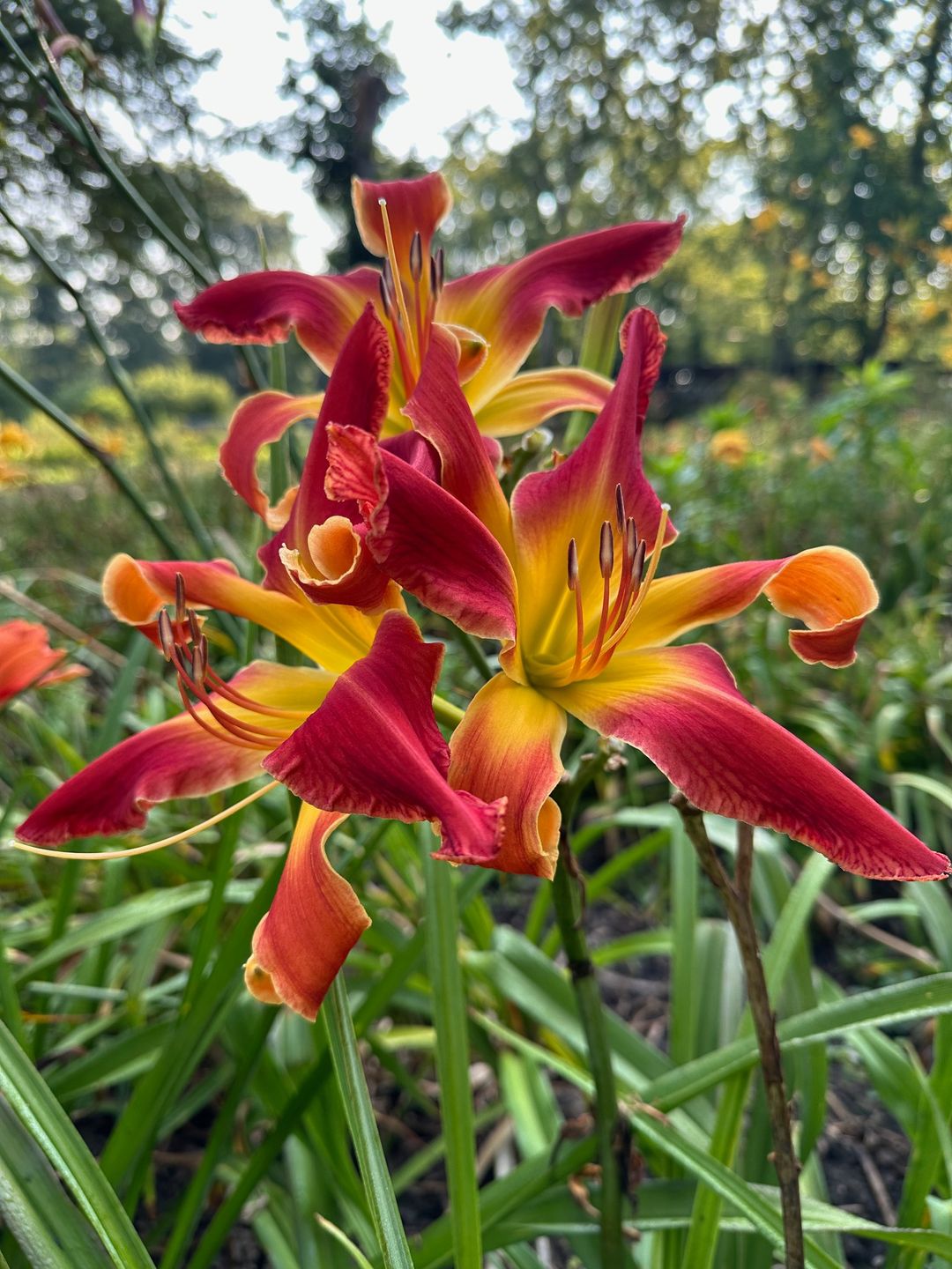 A vibrant red and yellow daylily flower blooming prominently in the center of a lush green field.
