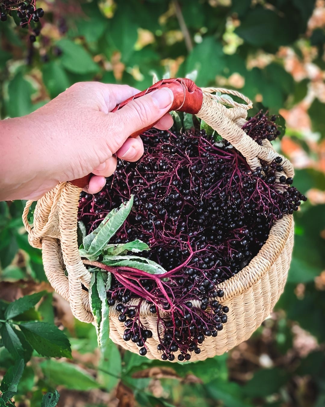 A basket filled with fresh elderberries, surrounded by lush elderberry bushes in a vibrant garden setting.