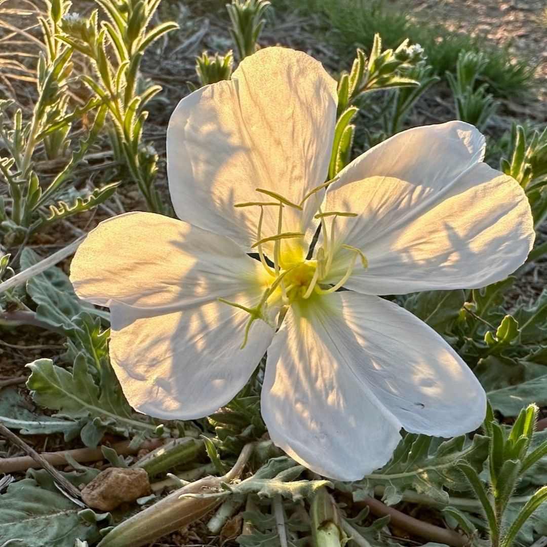 A white Evening Primrose flower with yellow centers blooms in sunlight, showcasing its delicate petals and vibrant colors.