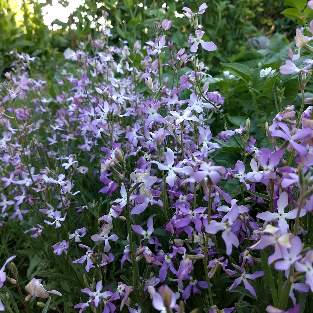 A garden filled with evening-scented stock, showcasing vibrant purple and white flowers in full bloom.