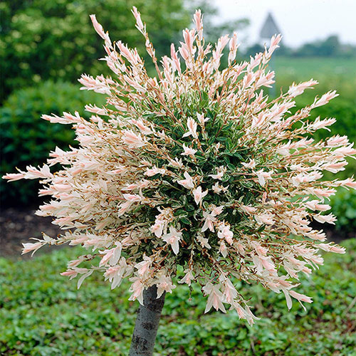 Flamingo Willow Bush (Salix integra ‘Flamingo’)