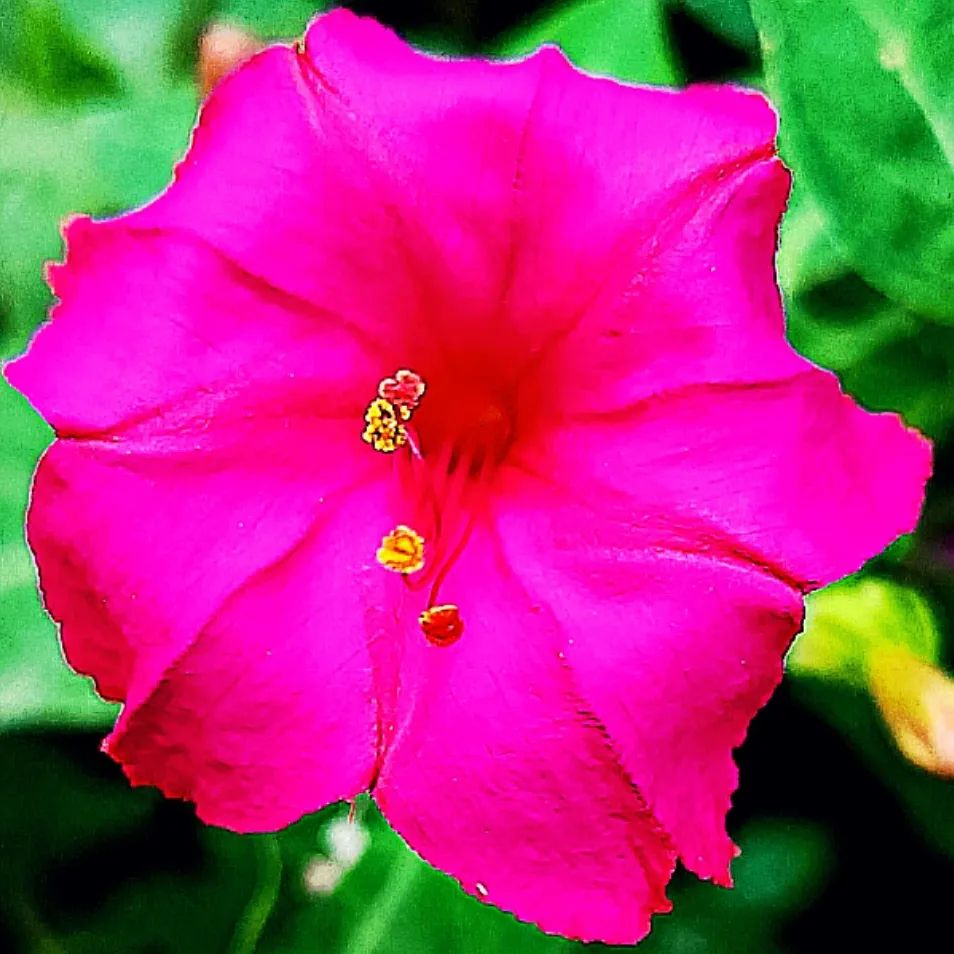 A vibrant pink Four O